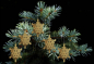 Preview: Casalanas Christbaumschmuck, goldene Schneeflocke, 14x14 cm, gold, Art.-Nr. 3276