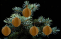 Preview: Casalanas Christbaumschmuck, goldene 3D Kugel, 8x8 cm, gold, Art.-Nr. 3290